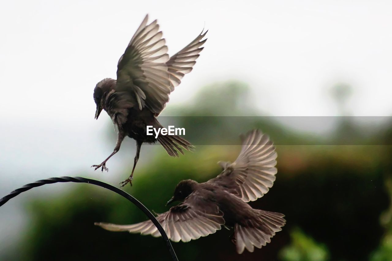 LOW ANGLE VIEW OF BIRD FLYING IN CLEAR SKY