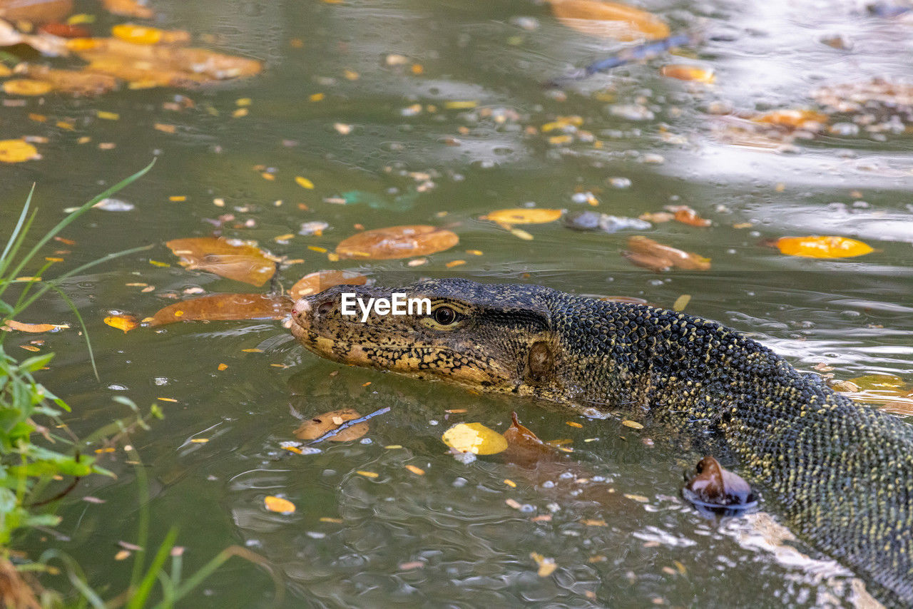 animal themes, animal, animal wildlife, wildlife, one animal, water, reptile, nature, crocodile, swimming, no people, animal body part, alligator, lake, portrait, sign, animal head, outdoors, underwater, warning sign, wetland, day, animals hunting, communication, environment