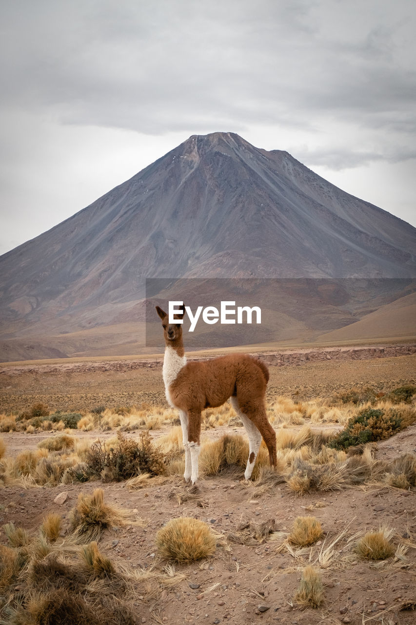 Llama against volcanic landscape