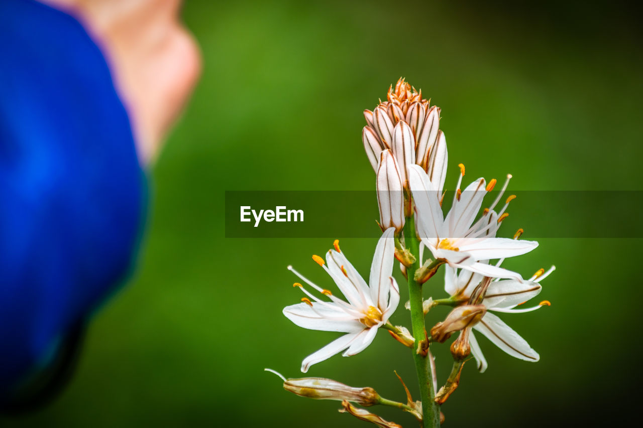 A close up shot of a onion weed plant starting to bloom and opening its first flowers