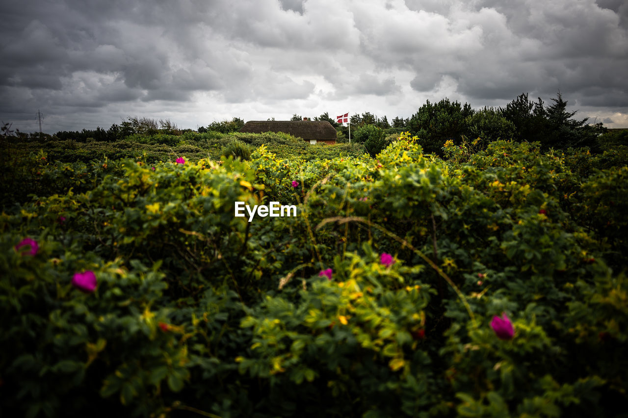 nature, cloud, plant, sky, environment, landscape, beauty in nature, flower, land, freshness, field, flowering plant, sunlight, growth, no people, leaf, dramatic sky, tree, storm, rural area, scenics - nature, food and drink, outdoors, rural scene, storm cloud, agriculture, wildflower, food, green, multi colored, meadow, overcast, grass, summer, crop, non-urban scene, day, travel destinations, hill, travel, autumn, tranquility