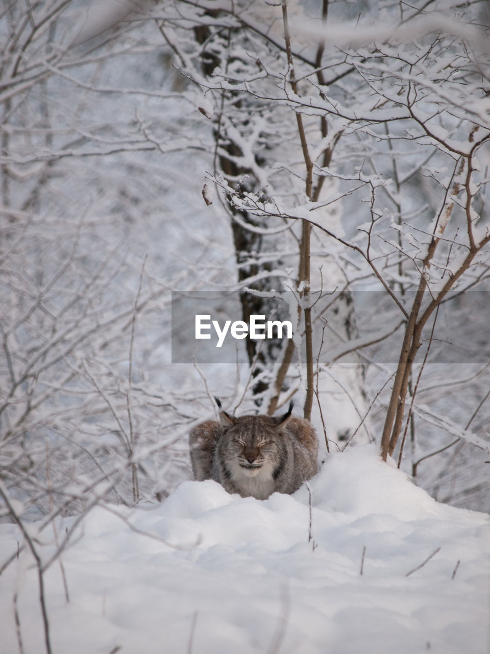 Lynx resting on snow covered field in forest