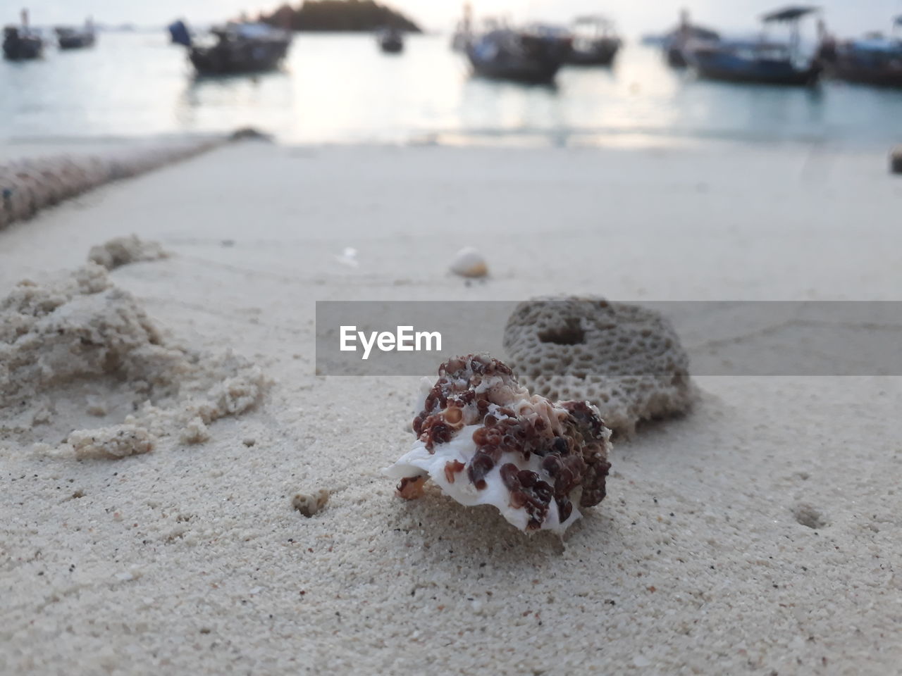 beach, water, sea, land, sand, nature, no people, animal, day, focus on foreground, animal themes, animal wildlife, outdoors, wildlife, tranquility, nautical vessel, ship, beauty in nature