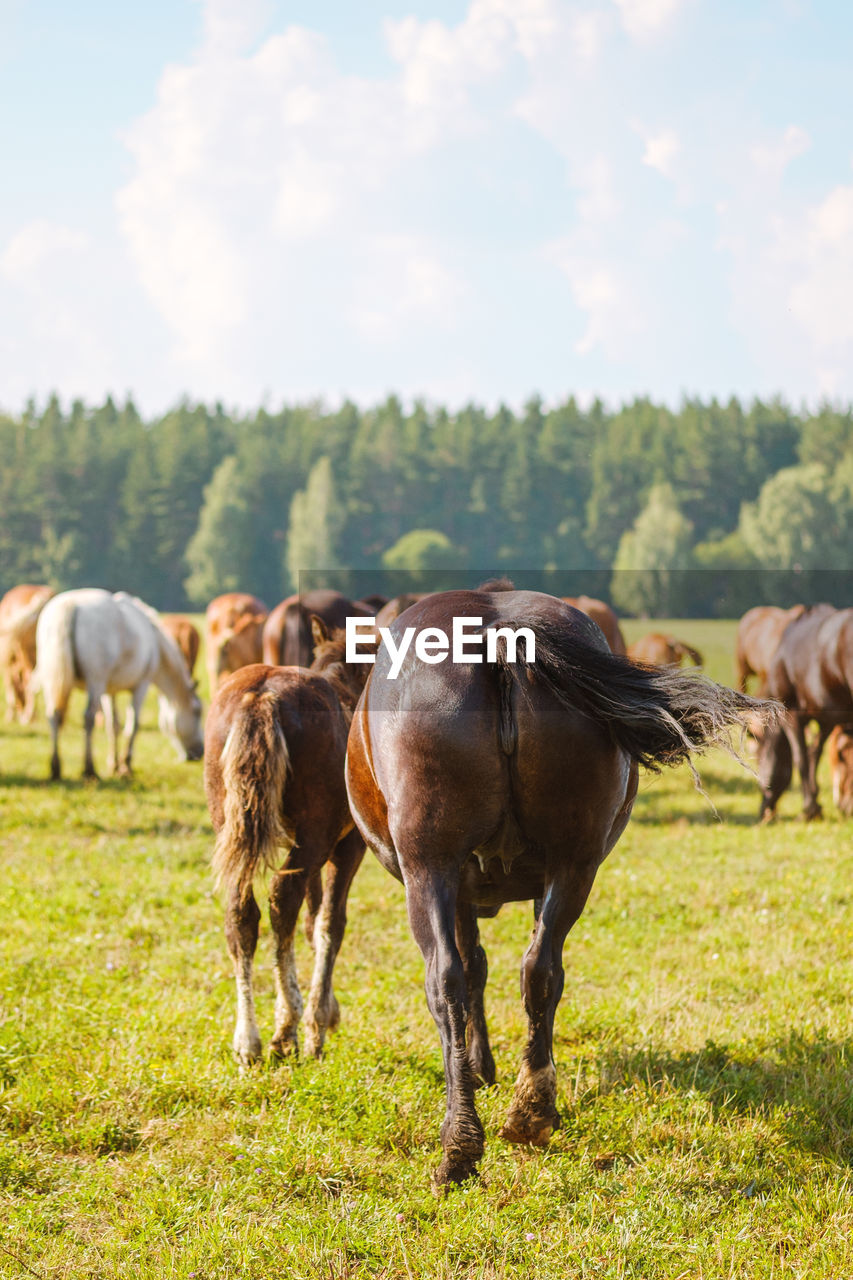 Rear view of the horses on the background of beautiful nature and spruce forest. horse breeding