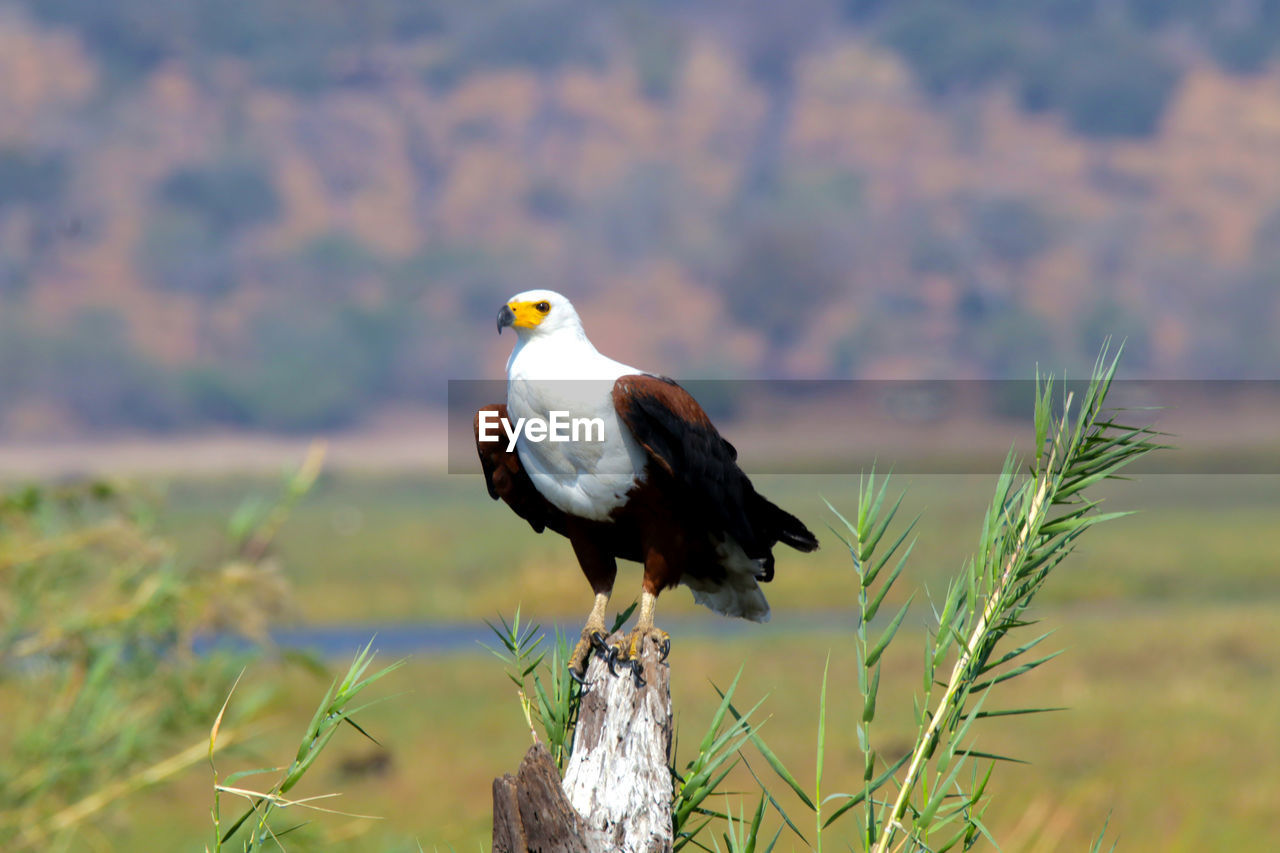Close-up of fish eagle perching on wooden post