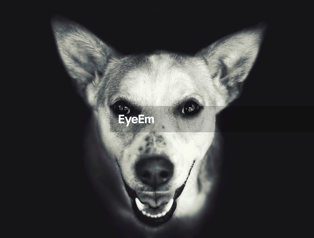 Close-up portrait of a dog over black background