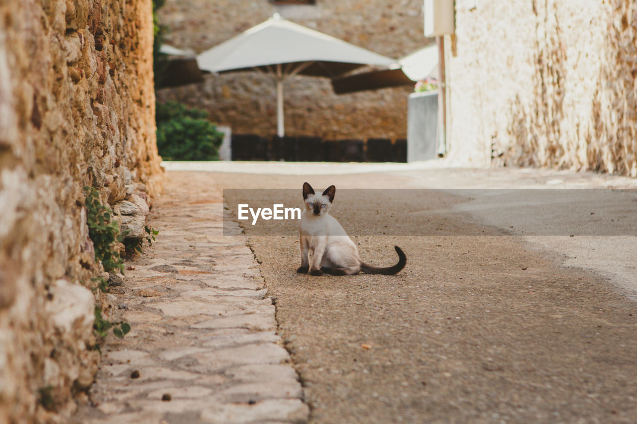 Portrait of cat sitting on footpath