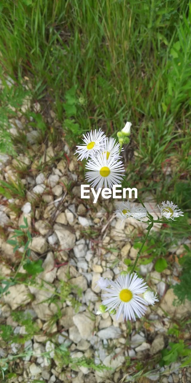 CLOSE-UP OF WHITE DAISY ON FIELD