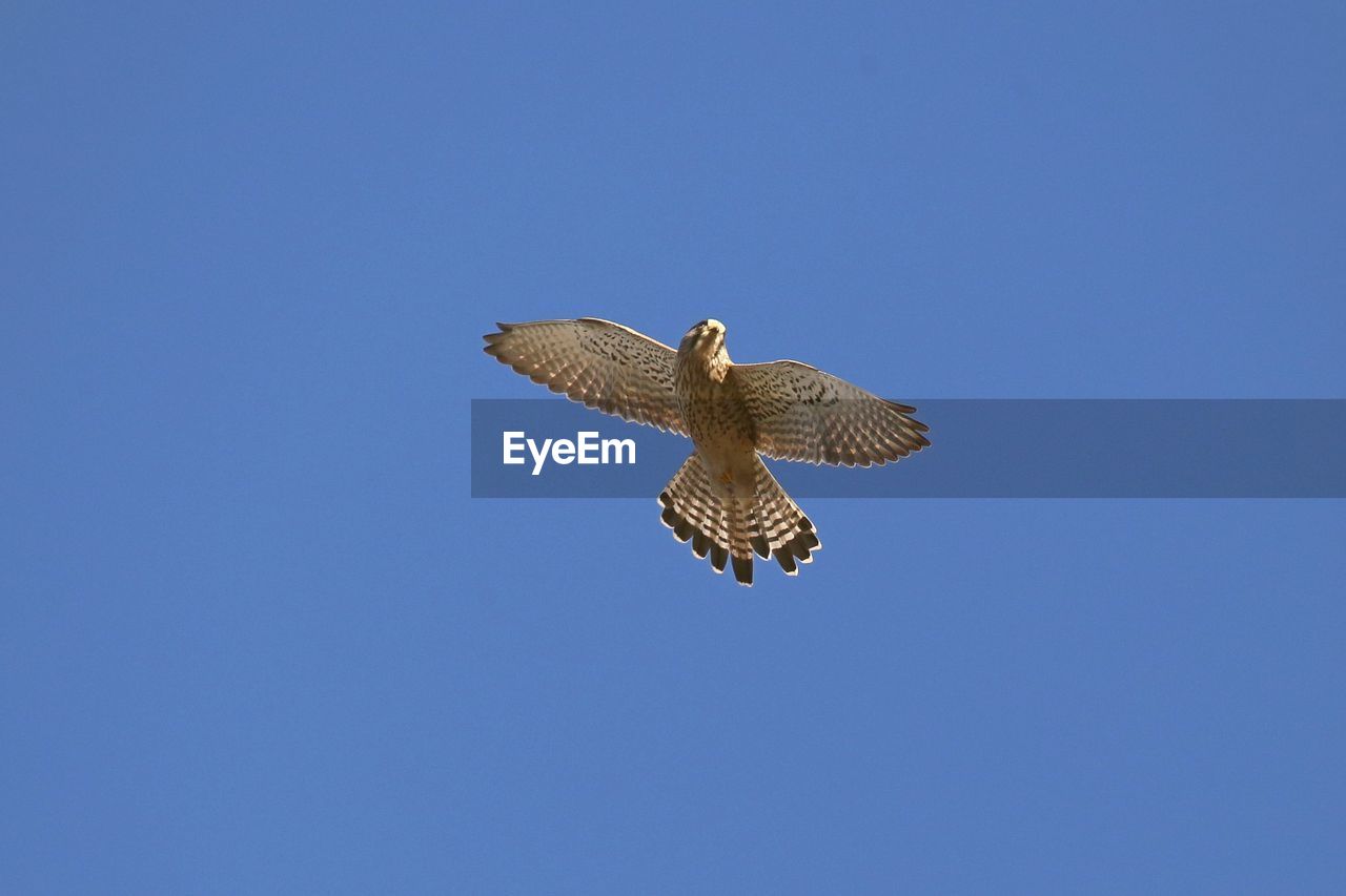 LOW ANGLE VIEW OF EAGLE FLYING AGAINST CLEAR SKY