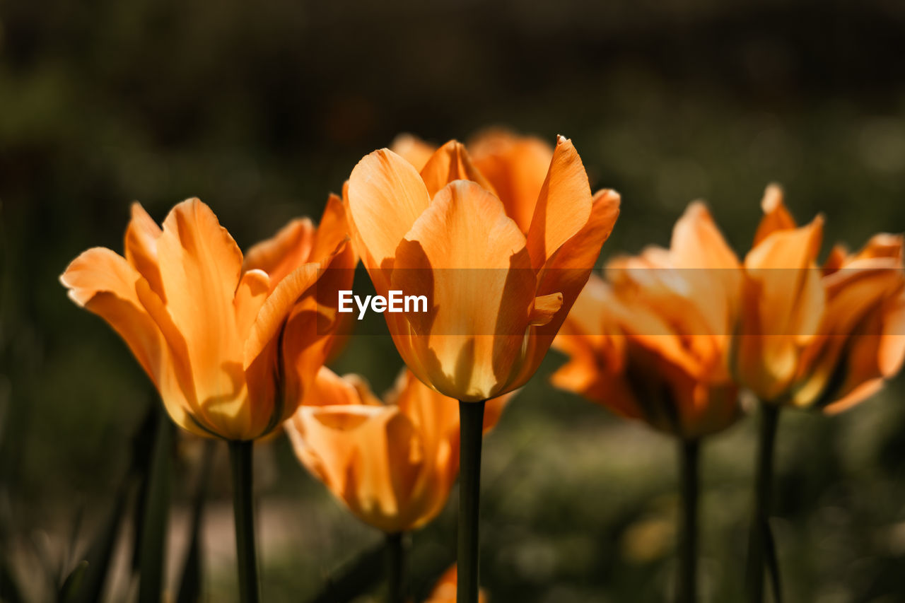 Orange tulips in the spring sun
