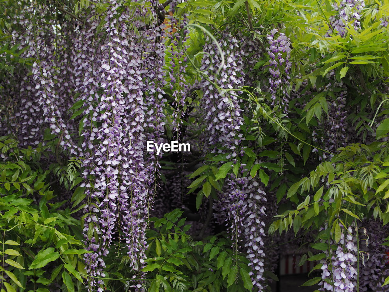 CLOSE-UP OF PURPLE FLOWERING PLANTS