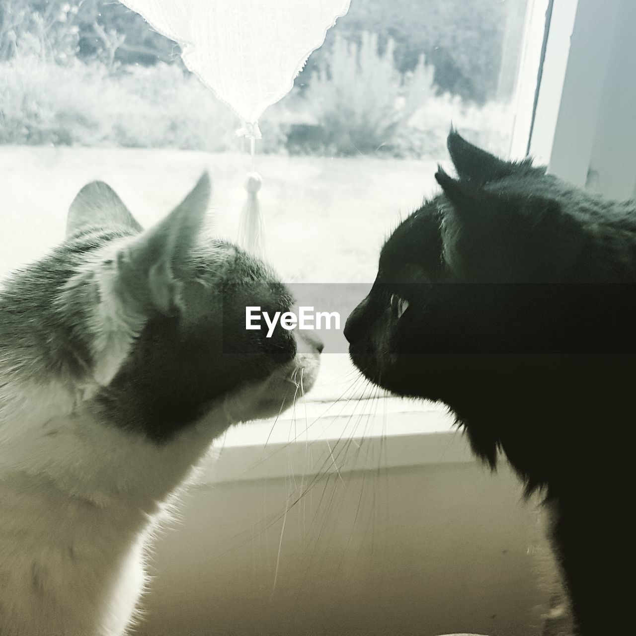 CLOSE-UP OF CAT AGAINST SKY SEEN THROUGH ARCH