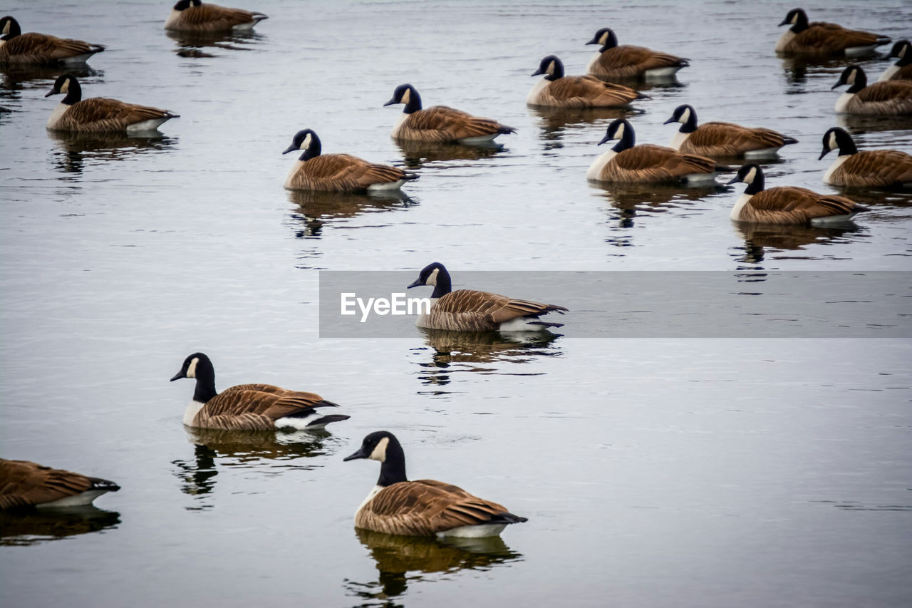 Flock of canadian geese