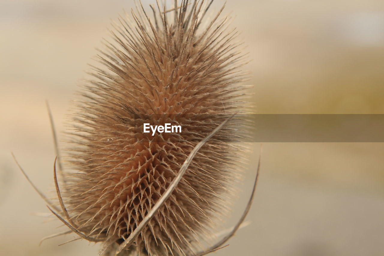 Close-up of dried plant