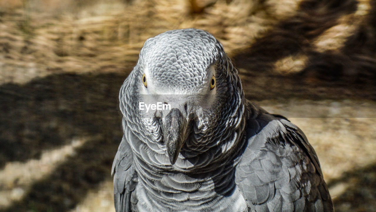 CLOSE UP OF EAGLE