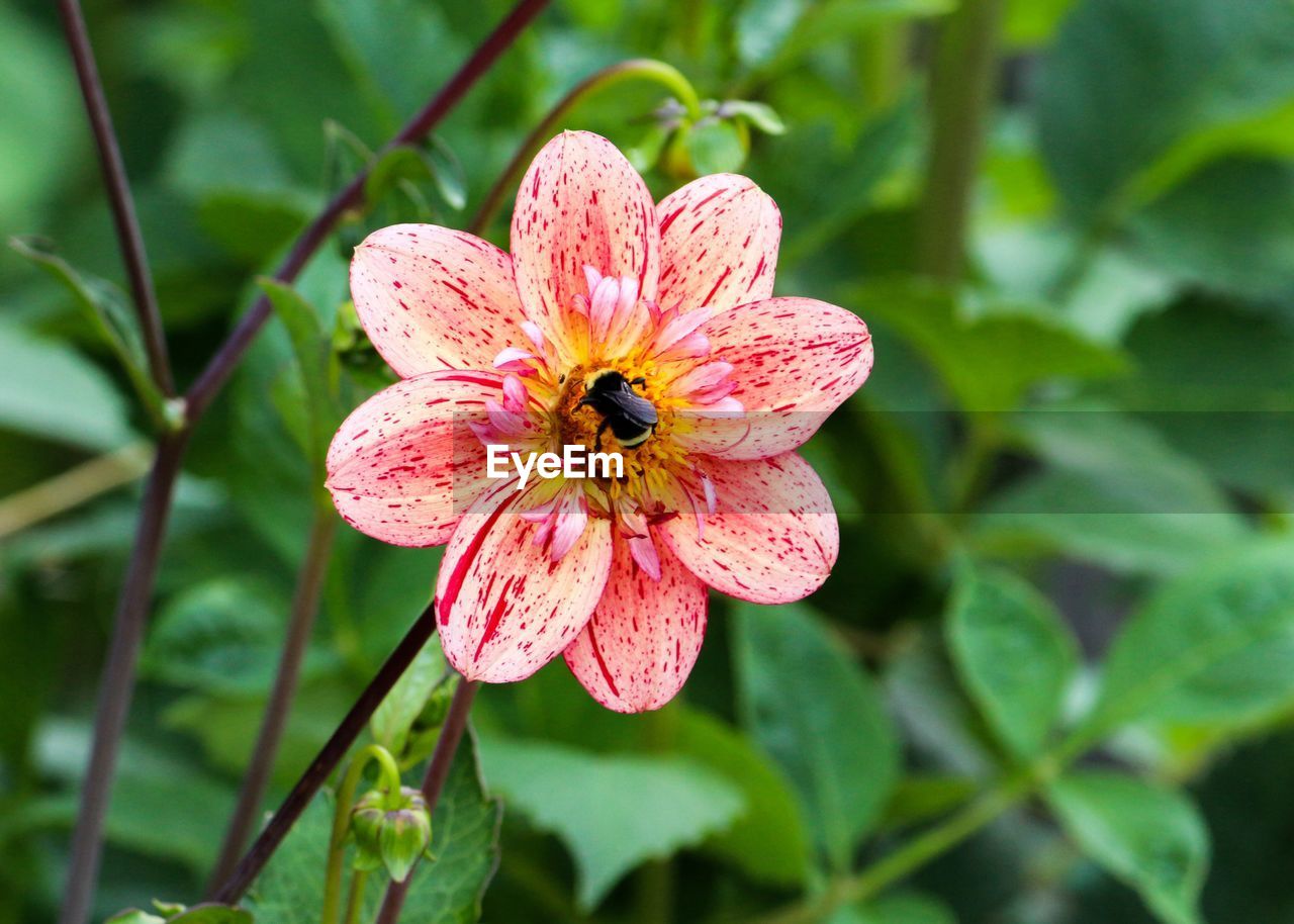Close-up of bee pollinating on pink flower, bellevue botanical garden 