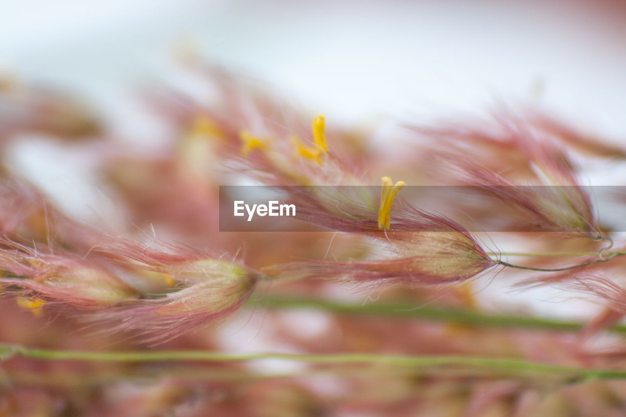 Close-up of dried plants