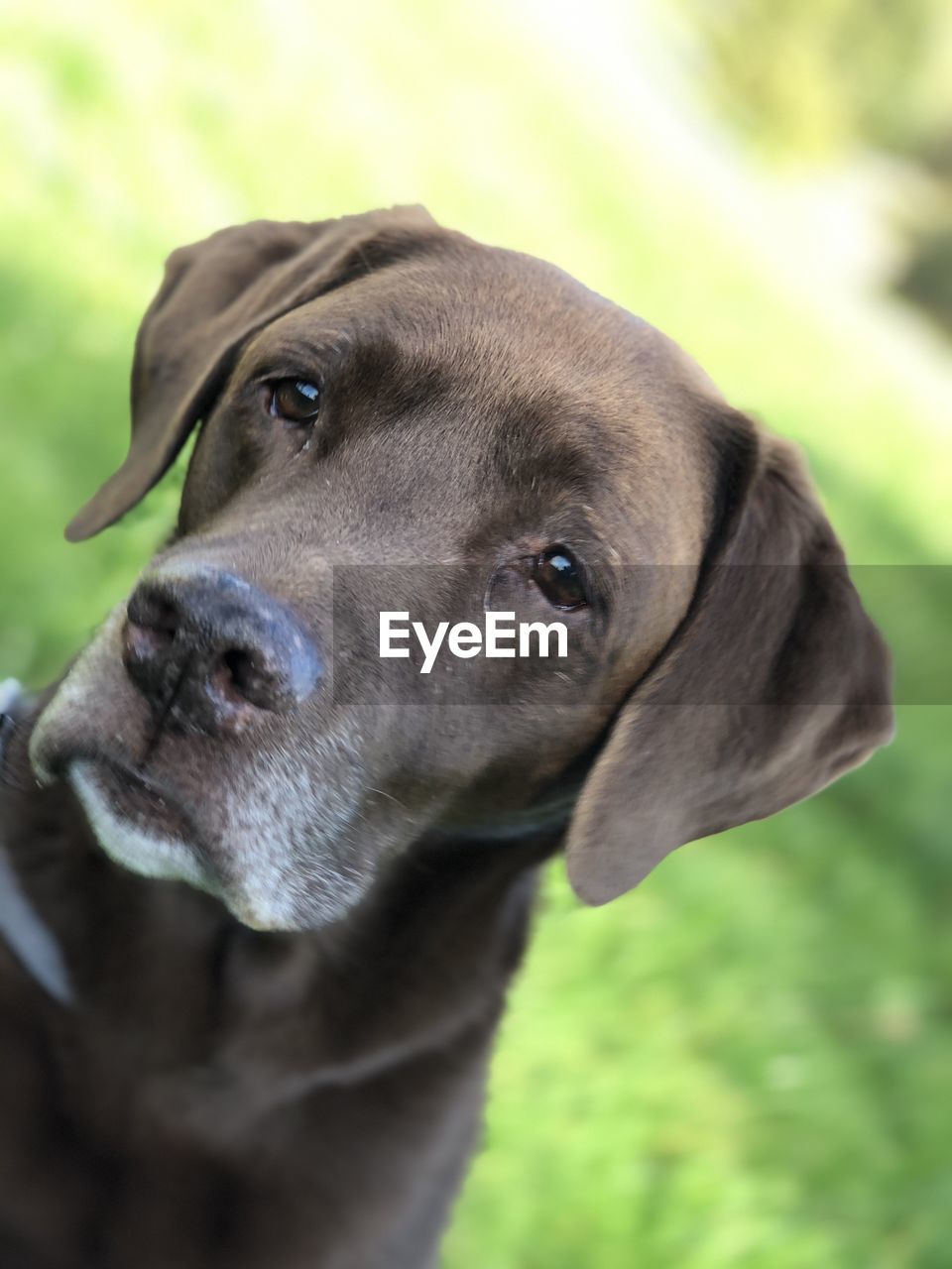 CLOSE-UP PORTRAIT OF DOG LOOKING AWAY