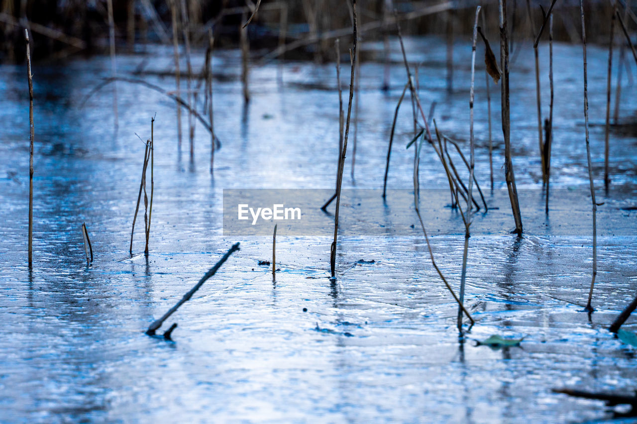REFLECTION OF TREES IN WET WATER
