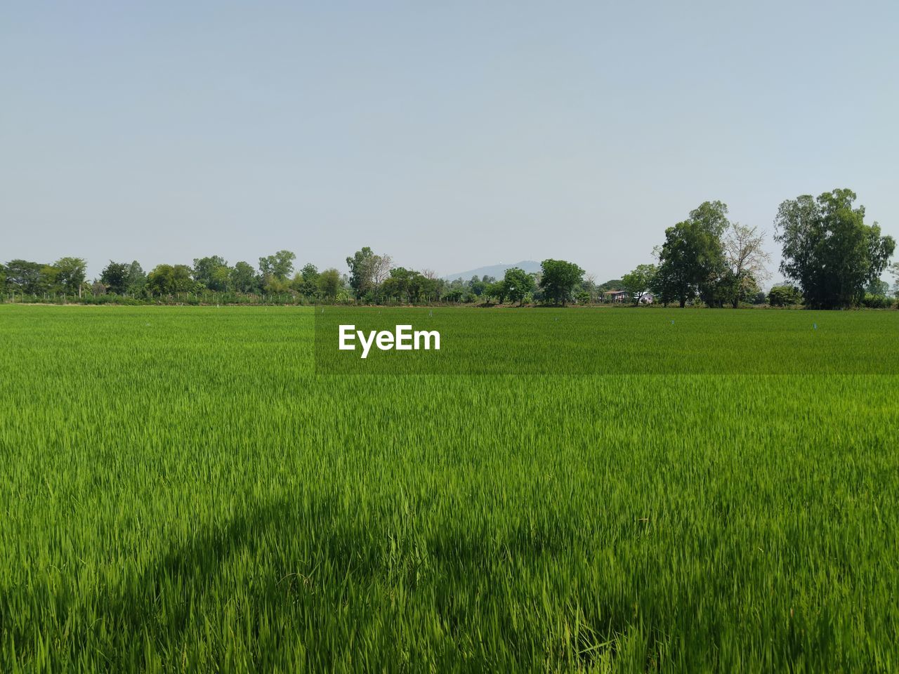 plant, landscape, field, pasture, land, paddy field, environment, rural scene, agriculture, grassland, sky, green, tree, nature, plain, growth, crop, cereal plant, meadow, grass, scenics - nature, beauty in nature, no people, prairie, tranquility, farm, food and drink, food, rural area, outdoors, tranquil scene, day, clear sky, natural environment, soil, rice, lawn, rice - food staple, horizon