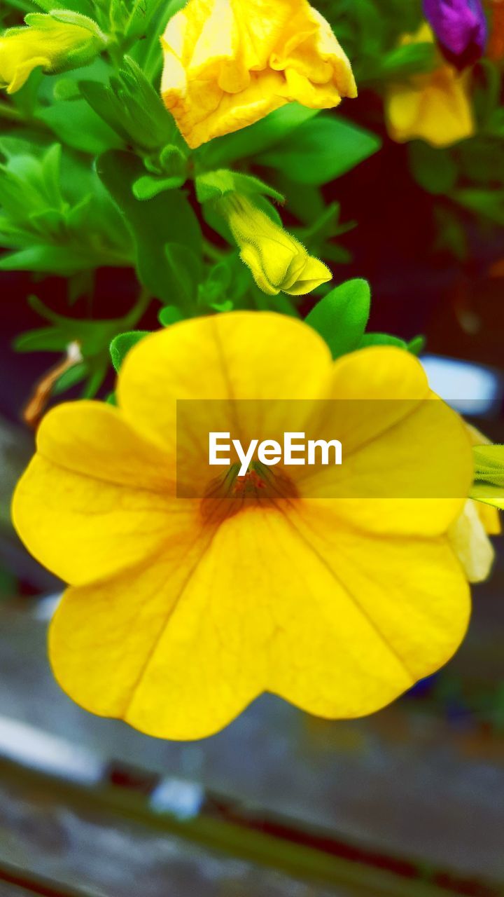 Close-up of yellow flower