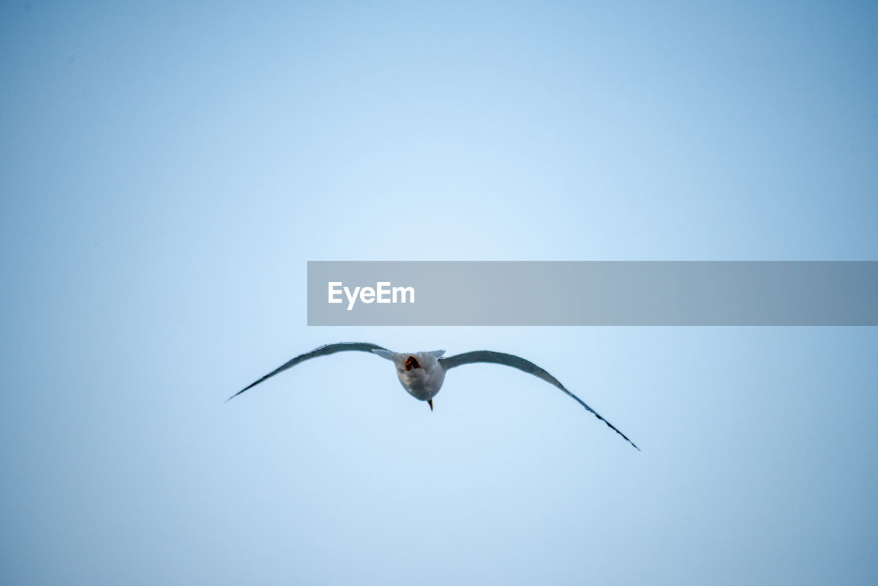 LOW ANGLE VIEW OF A BIRD FLYING