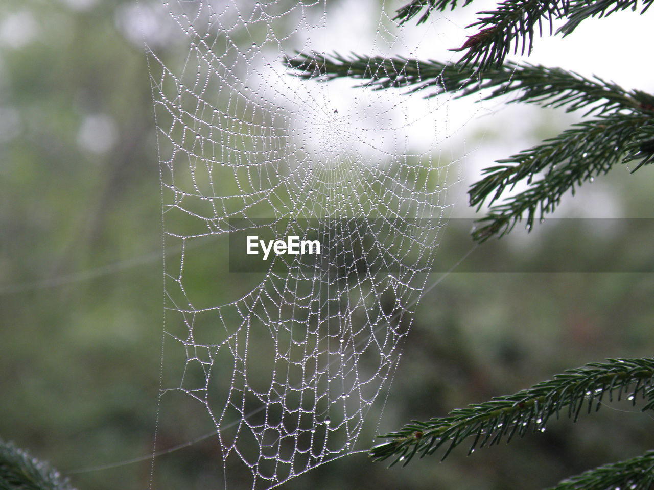 spider web, fragility, close-up, wet, nature, focus on foreground, drop, spider, plant, no people, beauty in nature, water, animal, dew, animal themes, outdoors, tree, intricacy, day, rain, pattern, environment, complexity, selective focus, trapped, branch, arachnid, tranquility, leaf