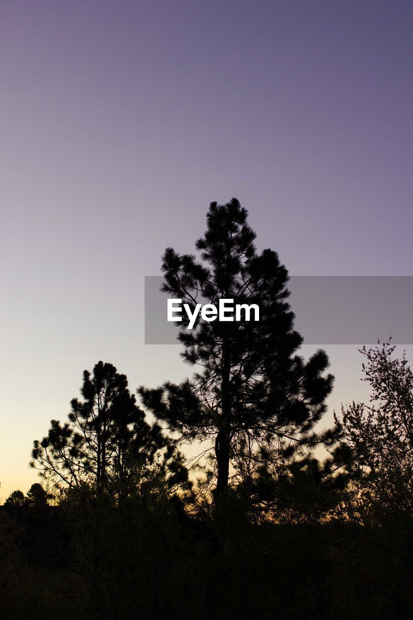 Low angle view of silhouette tree against sky during sunset