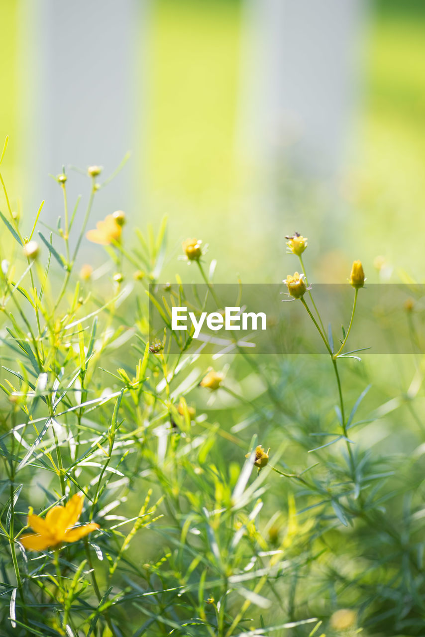 CLOSE-UP OF YELLOW FLOWERING PLANTS ON LAND