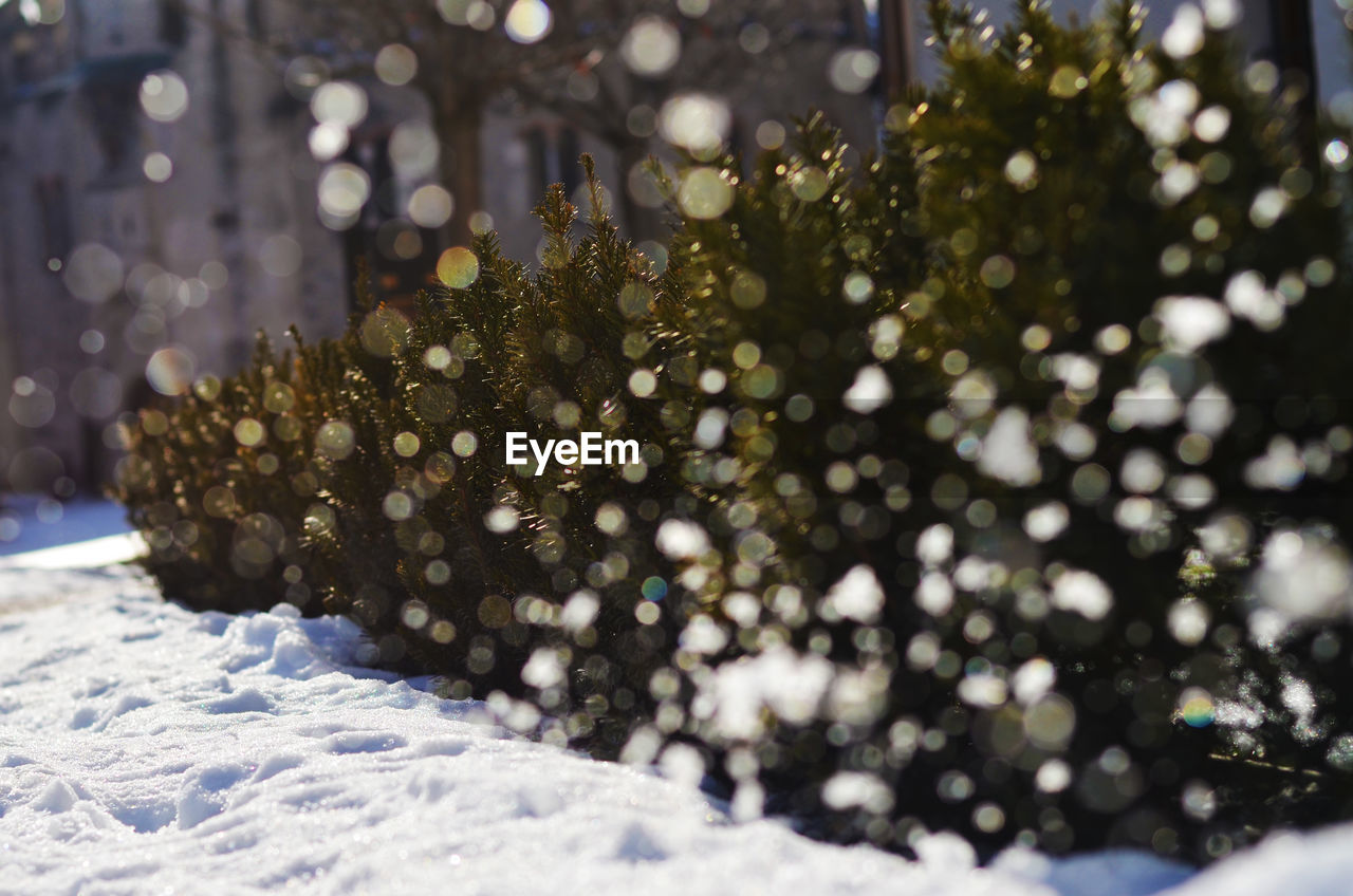 Snowflakes on small trees