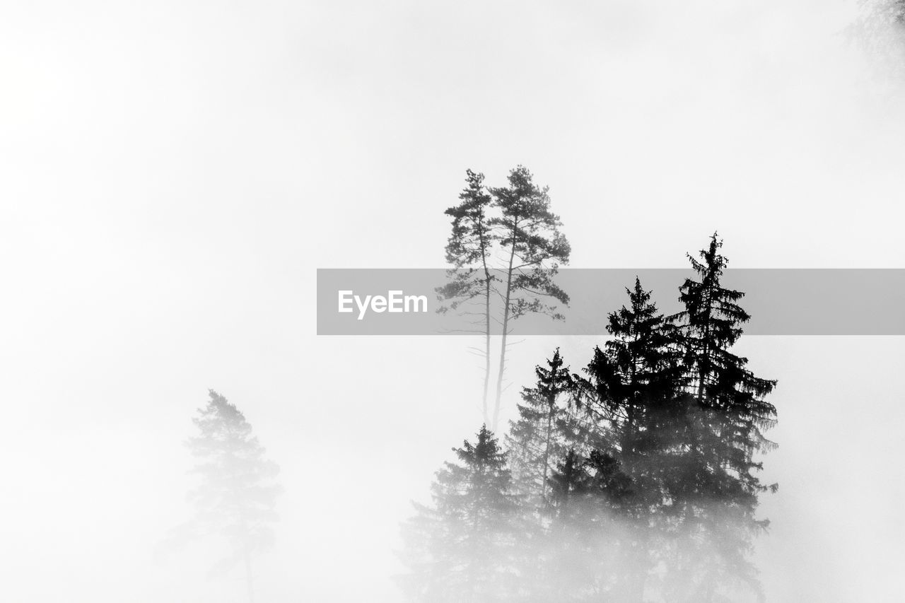 Low angle view of pine tree against sky during winter