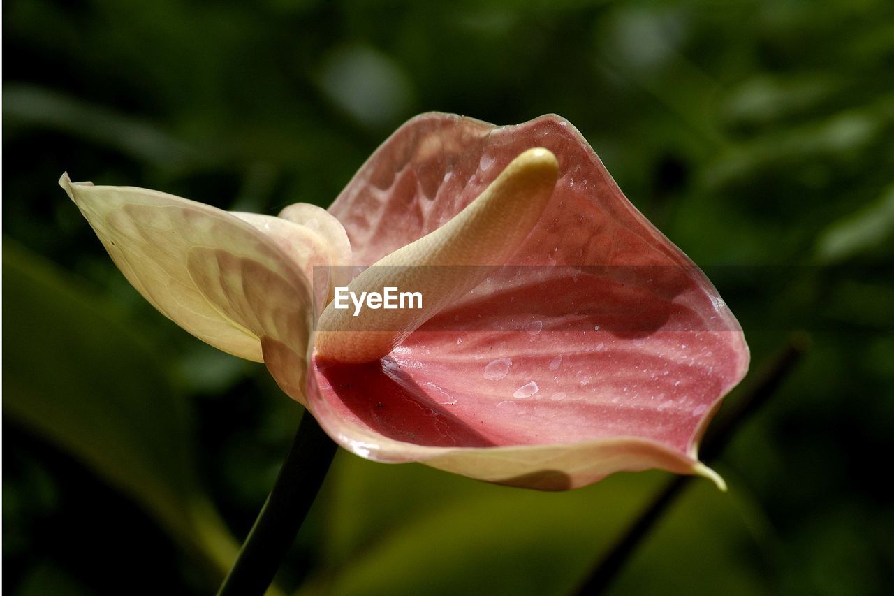 Close-up of flower blooming outdoors