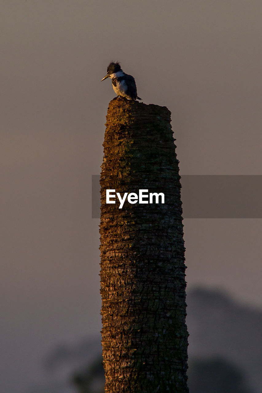 VIEW OF BIRD PERCHING ON WOODEN POST