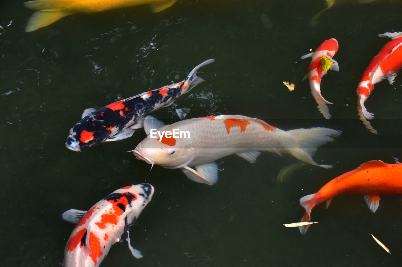 High angle view of koi carps swimming in pond