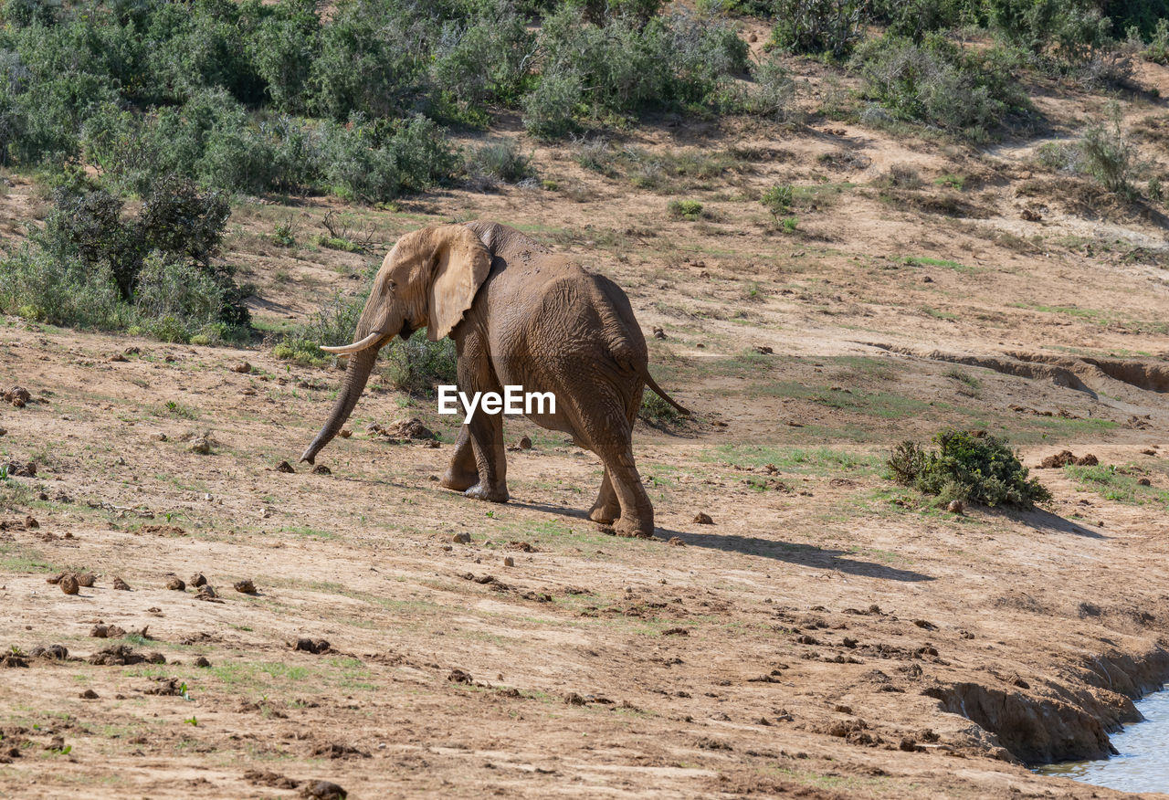 Elephant at waterhole in the wild and savannah landscape of africa