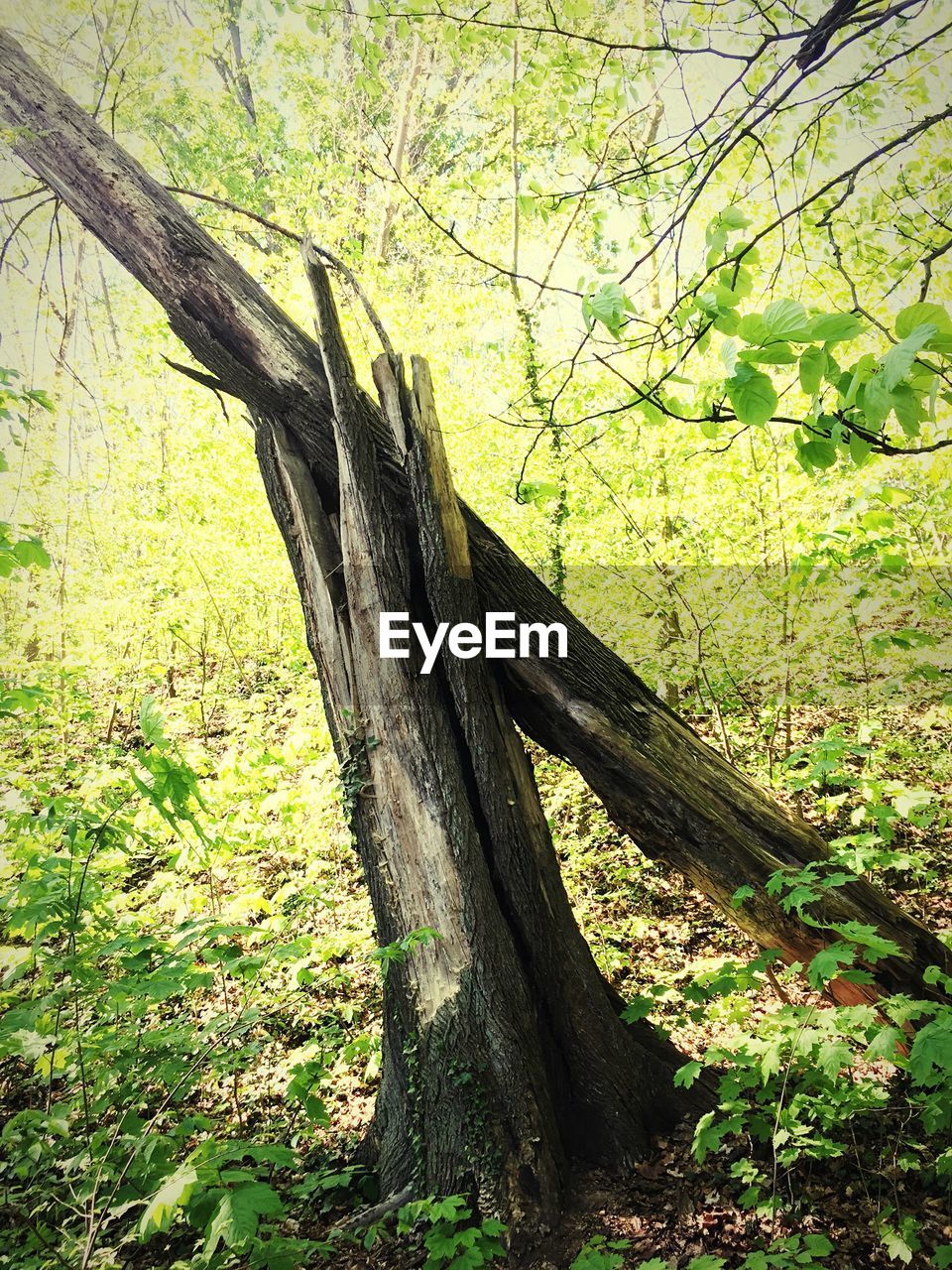 VIEW OF TREES IN FOREST