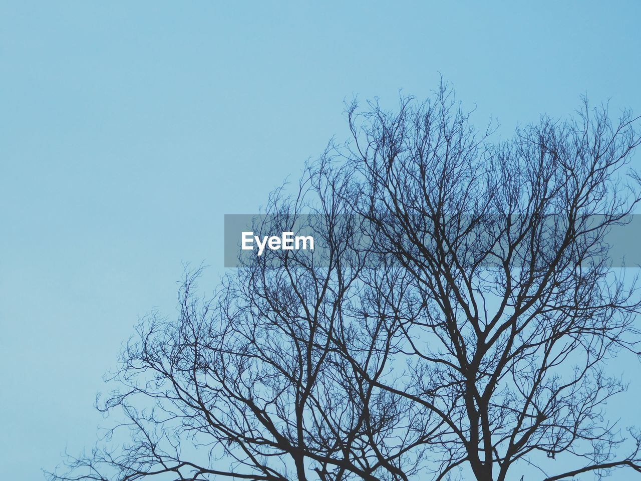 LOW ANGLE VIEW OF BARE TREE AGAINST SKY