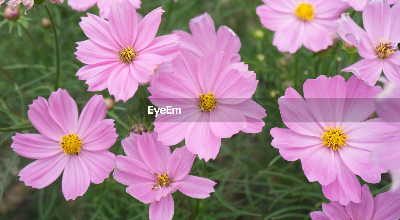 Close-up of pink flowers