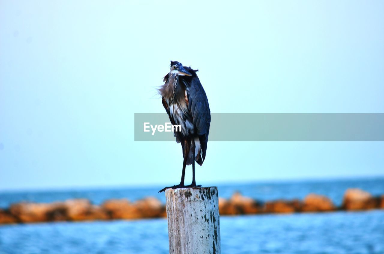 BIRD PERCHING ON WOODEN POST IN SEA