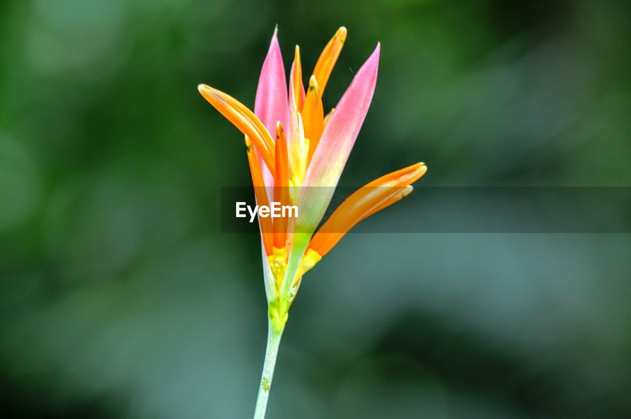 Close-up of flower against blurred background