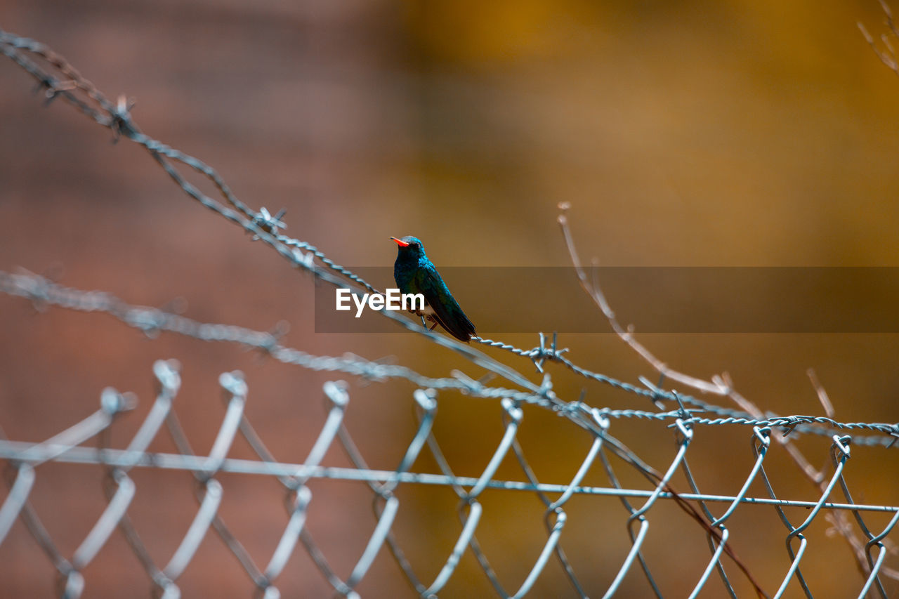 View of bird perching on fence