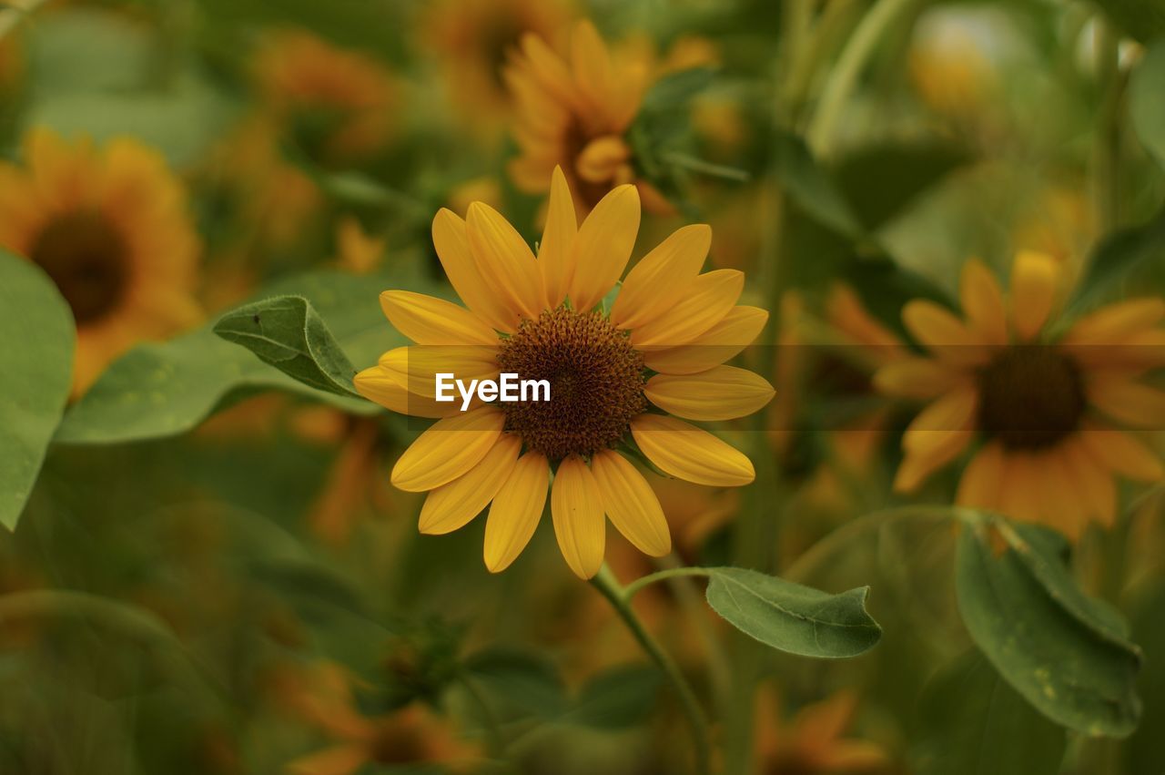 Close-up of yellow flowering plant