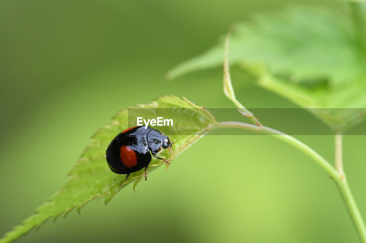 CLOSE-UP OF LADYBUG ON GREEN PLANT