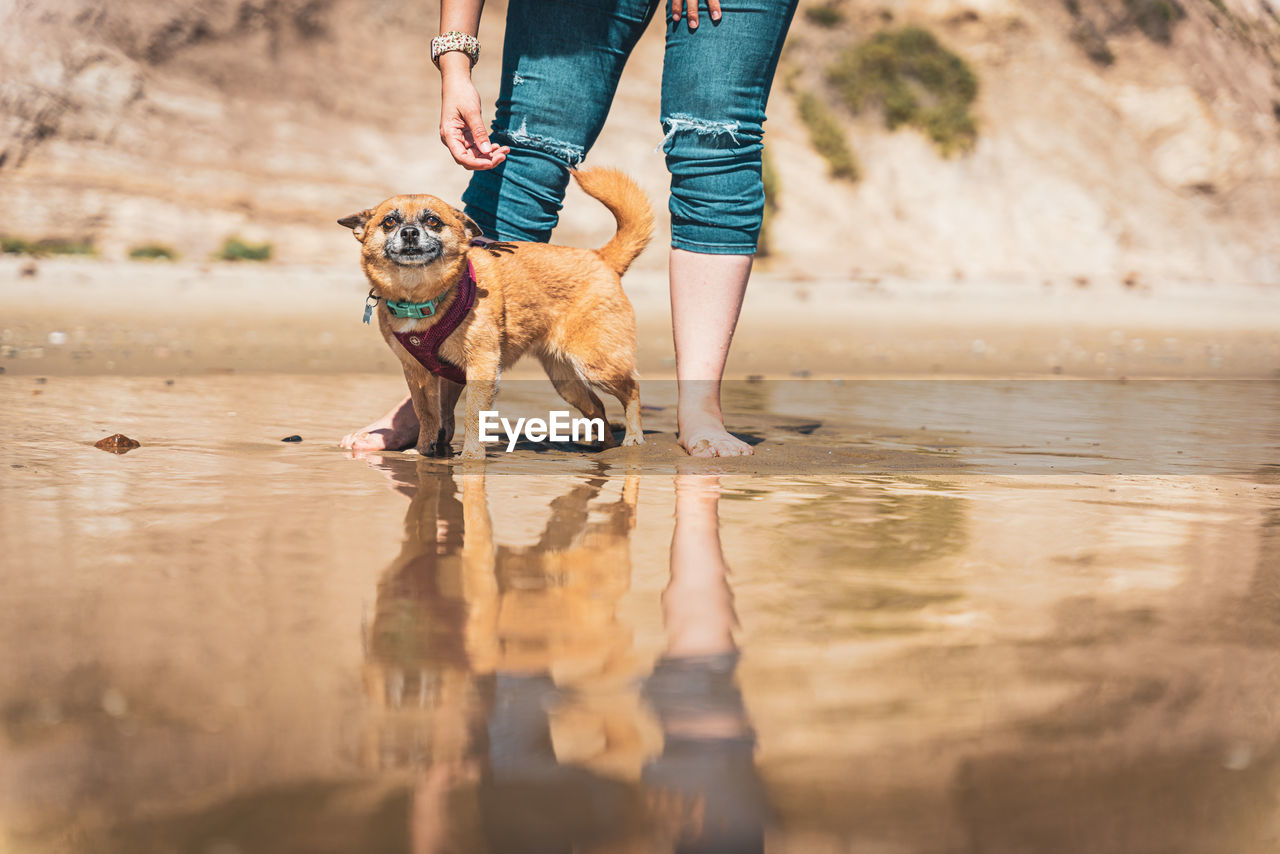 Young woman walks her dog across the shoreline at the beach.