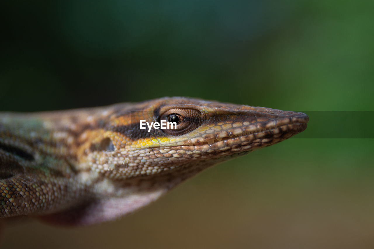 Close-up of lizard anole