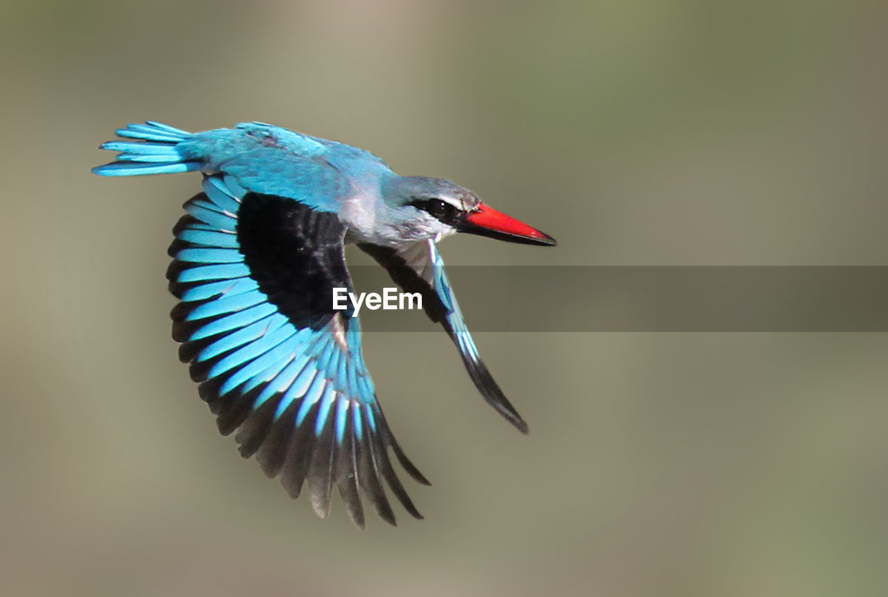 HIGH ANGLE VIEW OF GRAY HERON ON BLUE