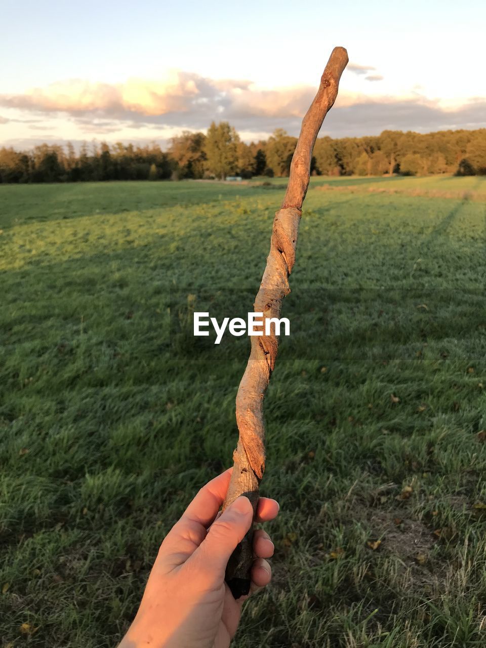 Cropped hand holding stick against field