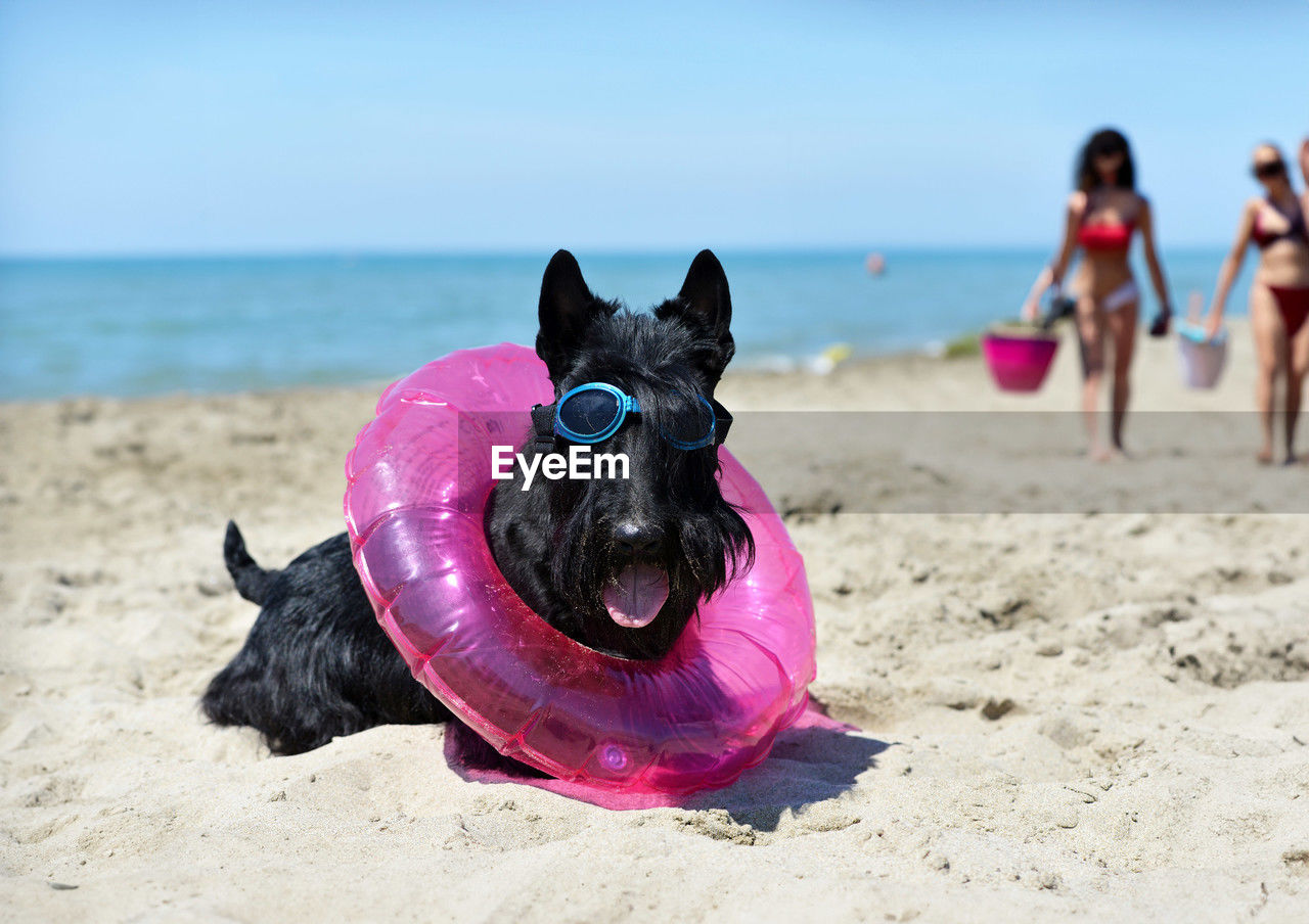 close-up of dog at beach