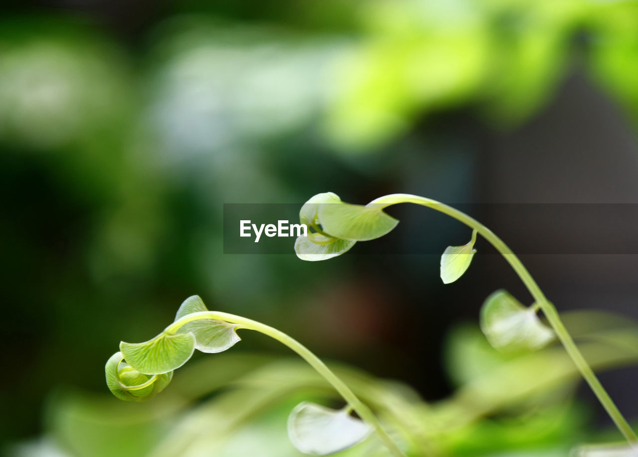 Close-up of plant growing outdoors