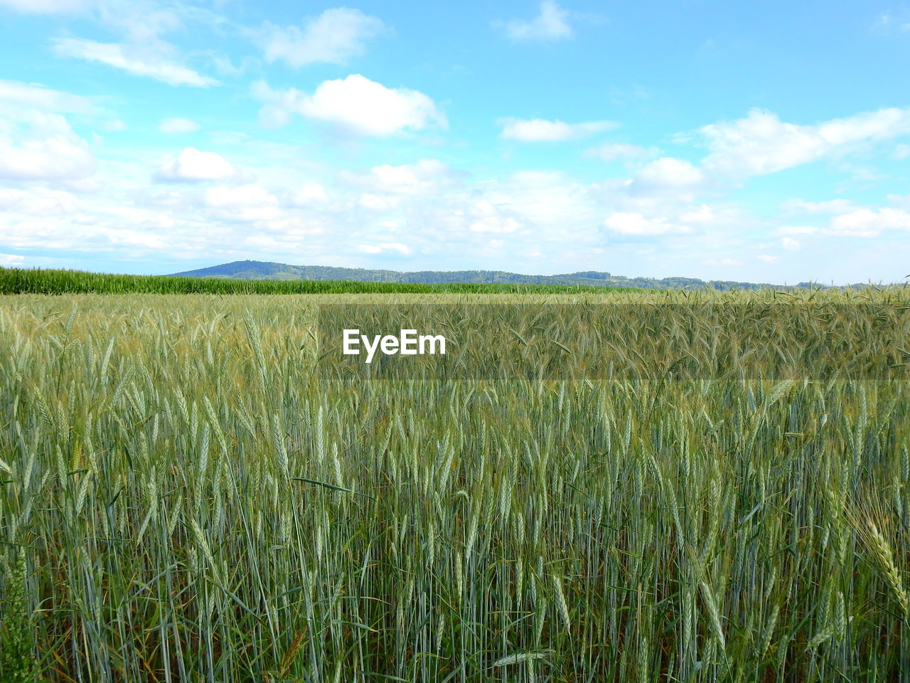 VIEW OF STALKS IN FIELD AGAINST SKY